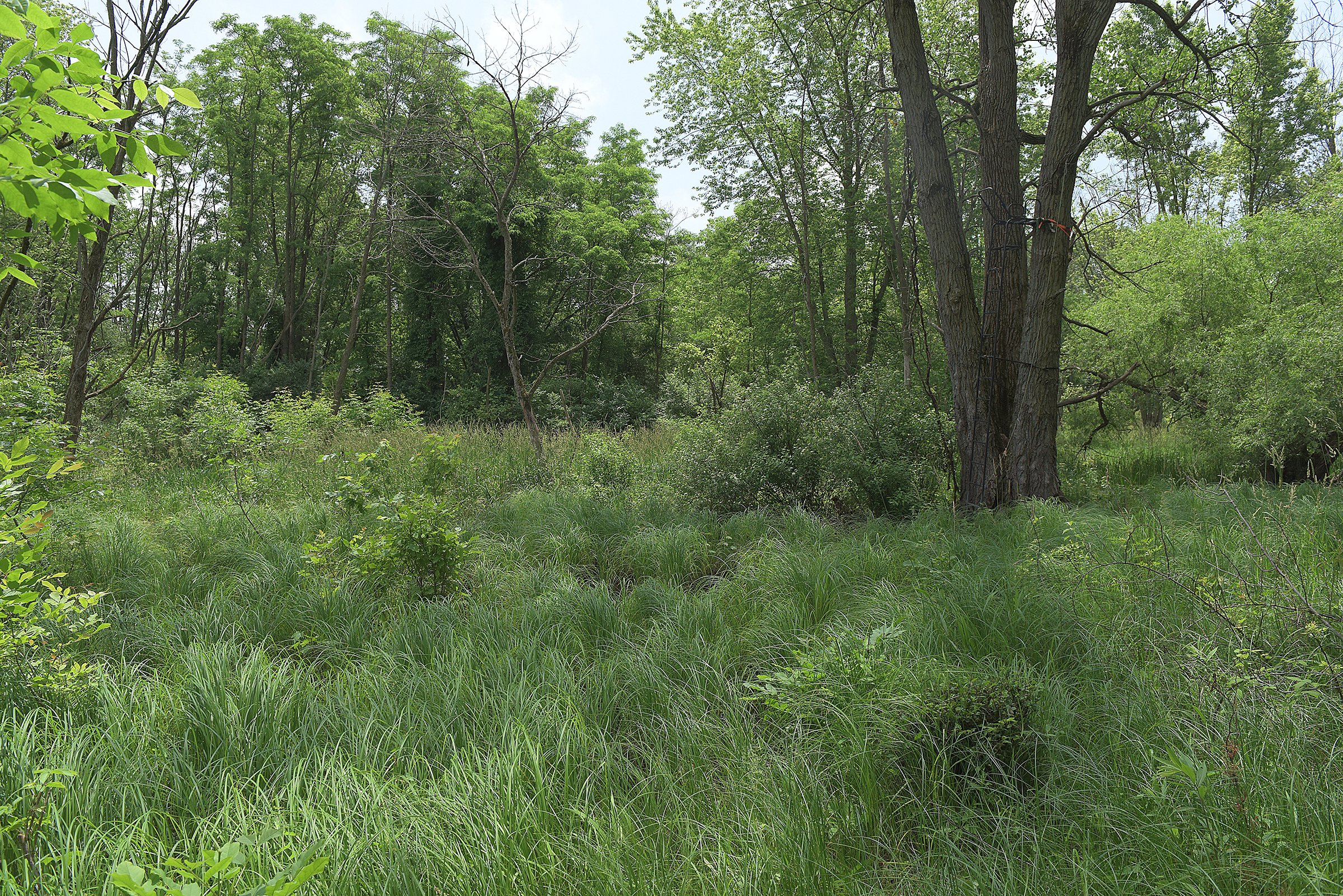 Lake County, Indiana farmland - LAND AUCTION - 147+/- ACRES OFFERED IN 3 TRACTS IN LAKE COUNTY, INDIANA